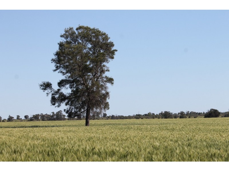 0 LAPGATE ROAD, Westmar QLD 4422