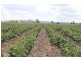 0 BACONS ROAD, Oakey QLD 4401