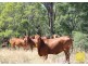 0 Roma-Condamine Road, Condamine QLD 4416