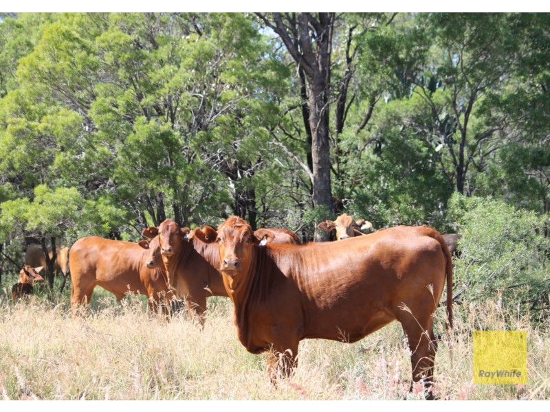 0 Roma-Condamine Road, Condamine QLD 4416