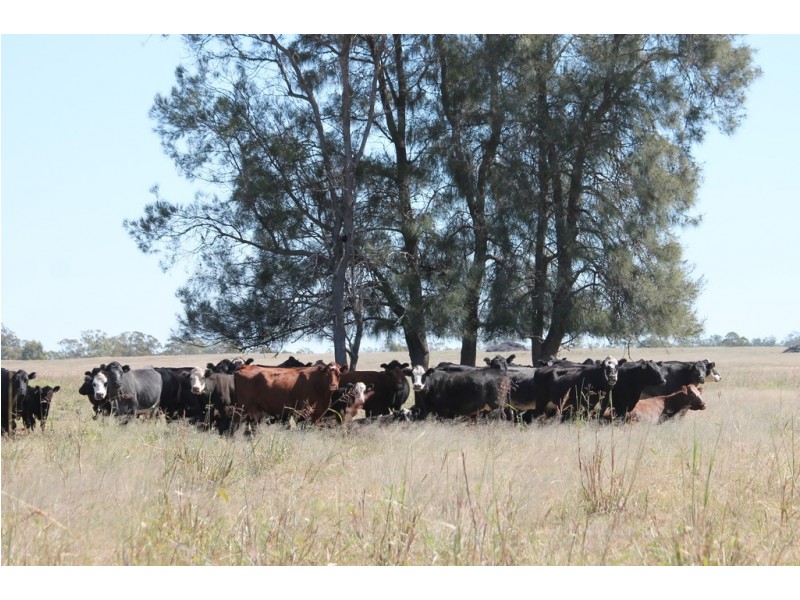 0 Roma-Condamine Road, Condamine QLD 4416