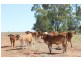 0 Roma-Condamine Road, Condamine QLD 4416
