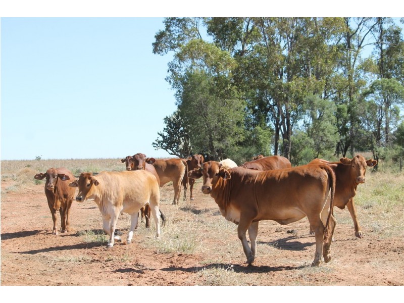 0 Roma-Condamine Road, Condamine QLD 4416