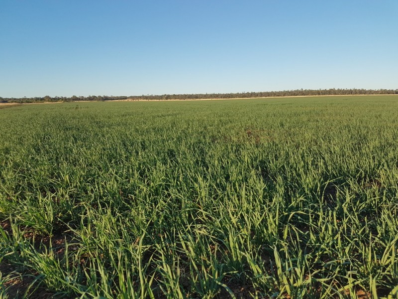 1553 Humbug Road, The Gums QLD 4406