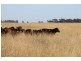 1553 Humbug Road, The Gums QLD 4406