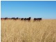1553 Humbug Road, The Gums QLD 4406