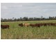 1553 Humbug Road, The Gums QLD 4406