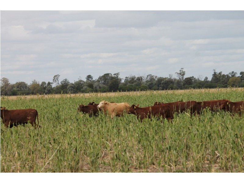 1553 Humbug Road, The Gums QLD 4406