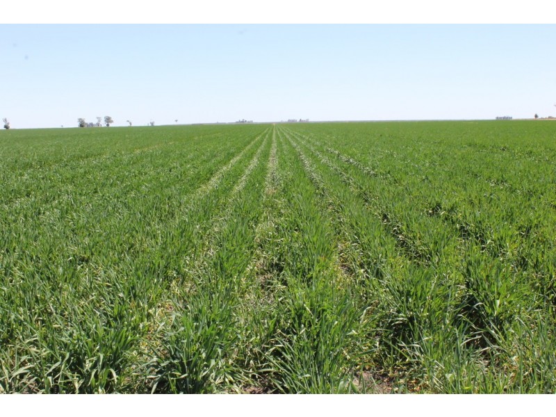 1251 Bunya Highway, Dalby QLD 4405