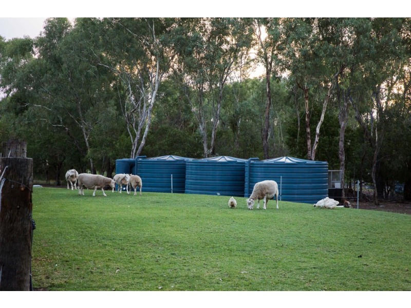 29 Kurrajong Drive, Dalby QLD 4405