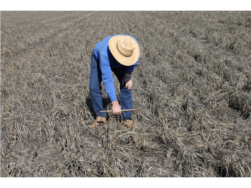 Jimbour East QLD 4352