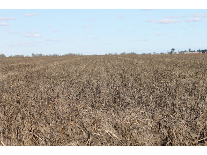 Jimbour East QLD 4352