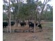 Moonie QLD 4406