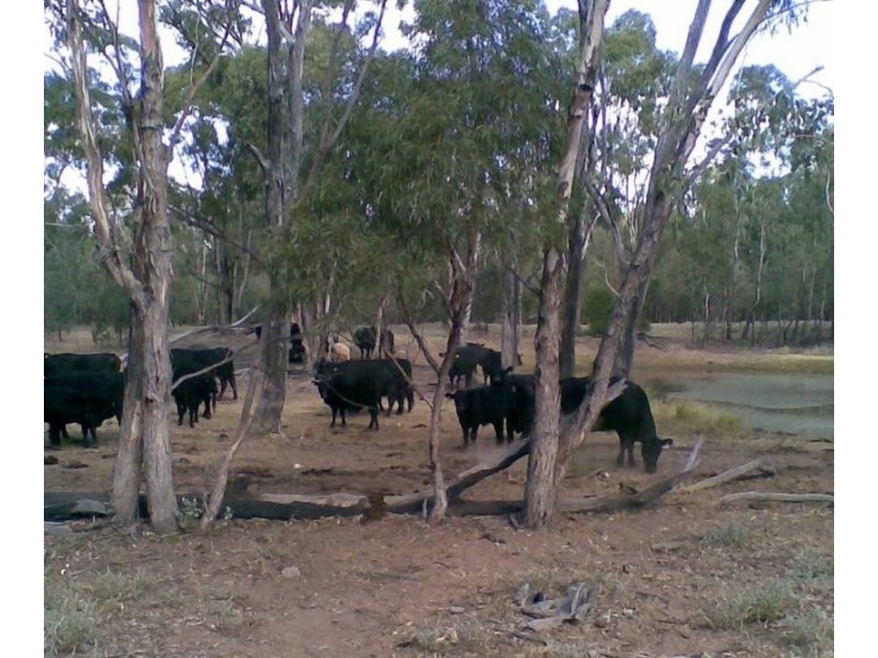 Moonie QLD 4406