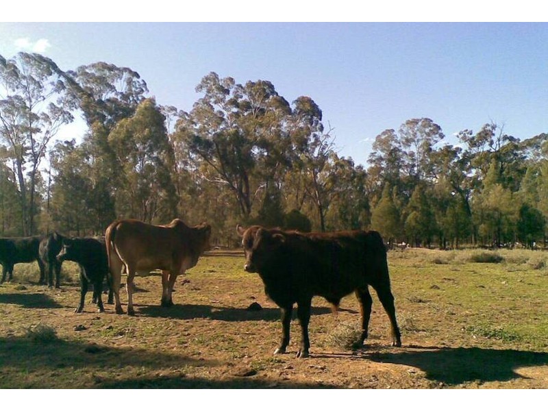 Moonie QLD 4406