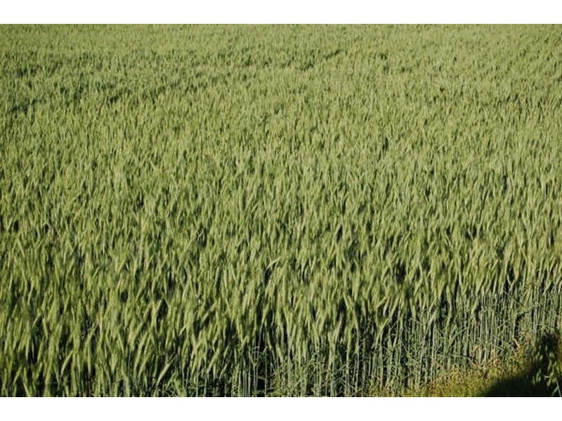 . Moonie Park, Tara QLD 4421