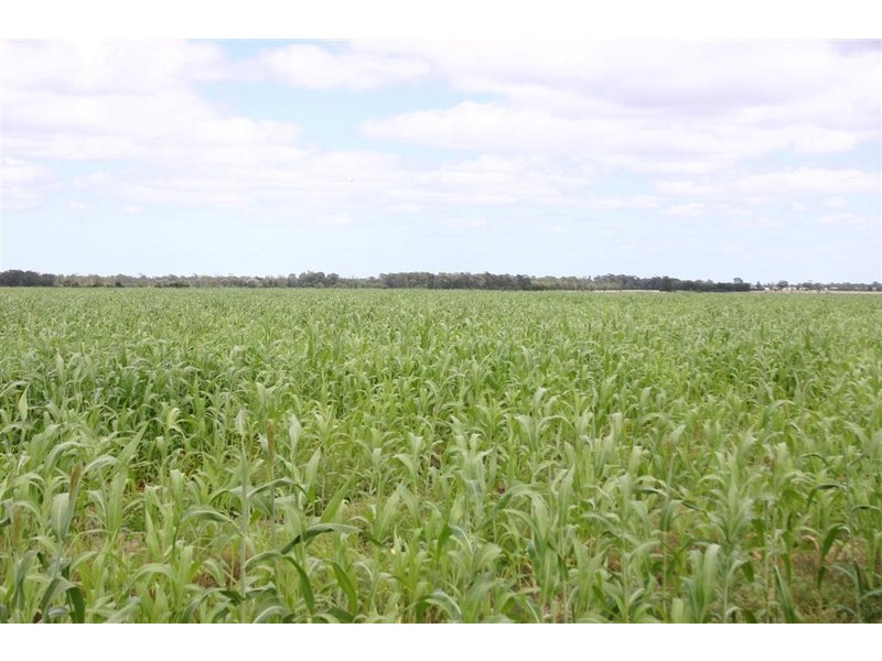 Tara QLD 4421