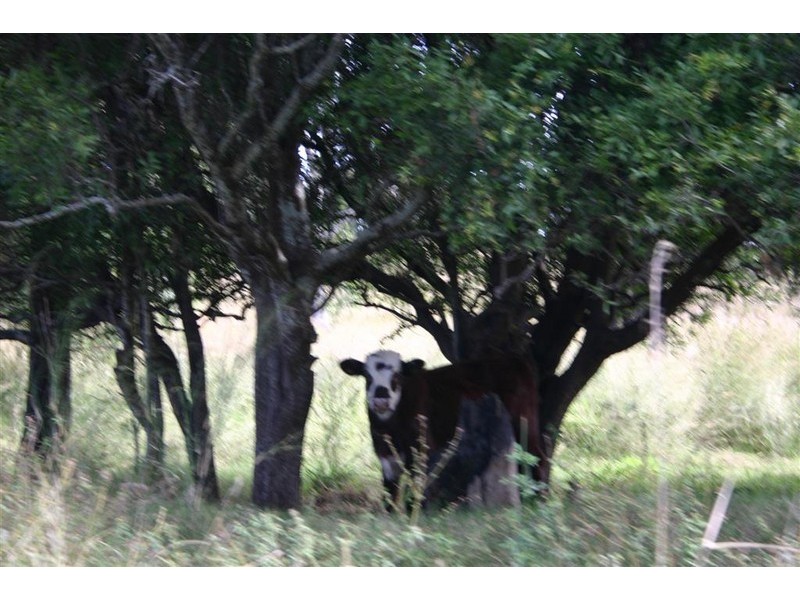 Maclagan QLD 4352