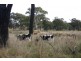 Maclagan QLD 4352