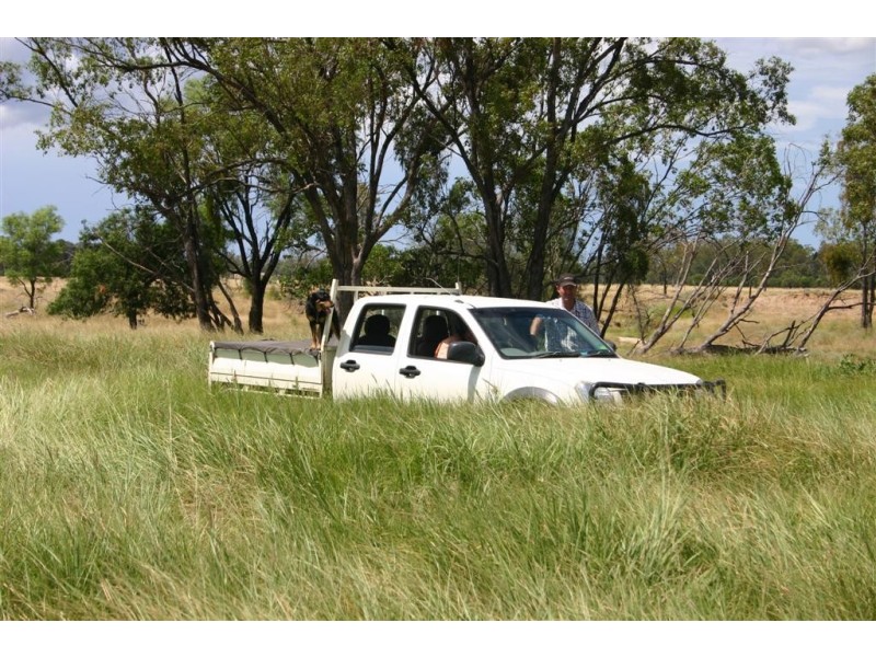 Tara QLD 4421