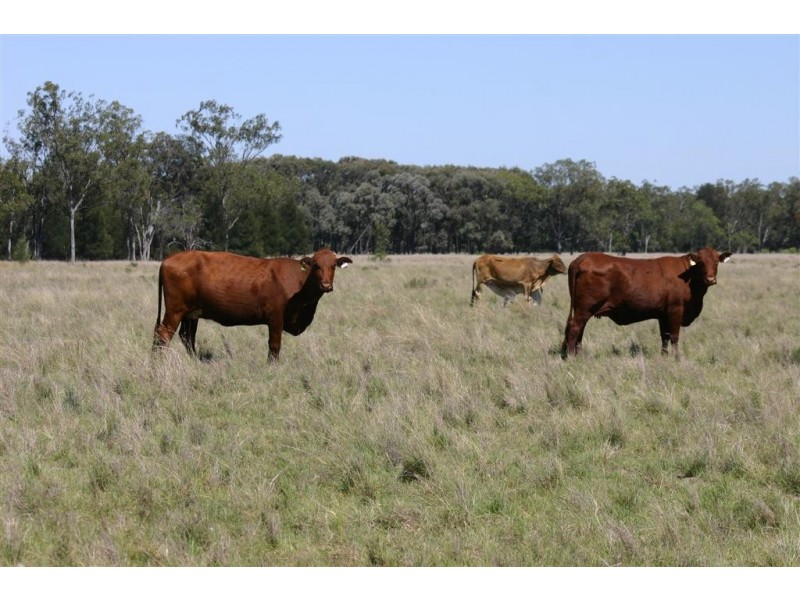 Tara QLD 4421