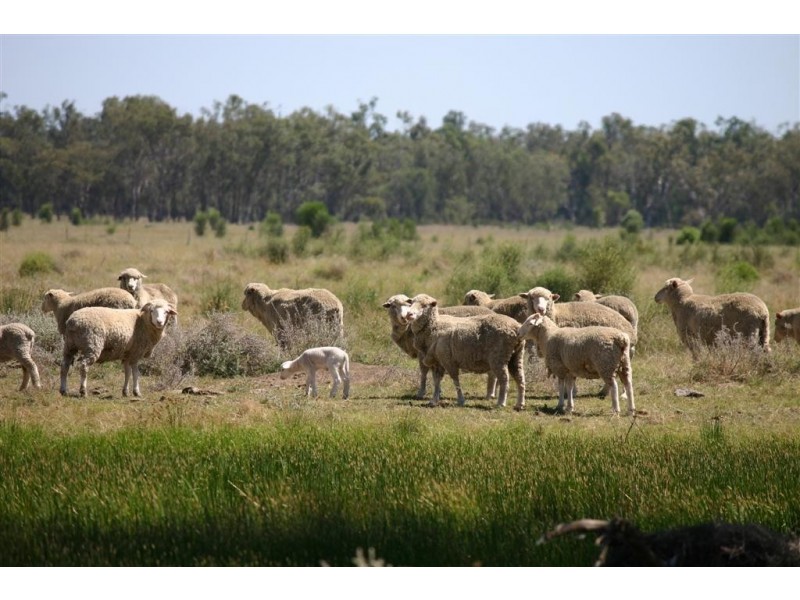 Tara QLD 4421