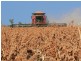 Condamine QLD 4416
