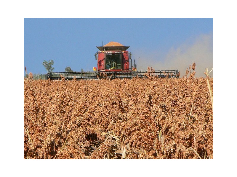 Condamine QLD 4416