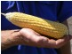Condamine QLD 4416