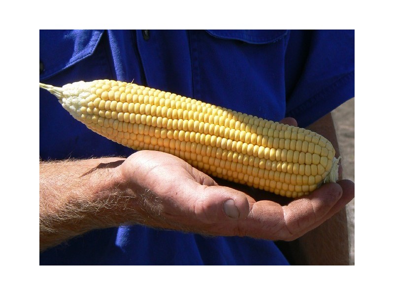 Condamine QLD 4416