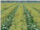 Condamine QLD 4416