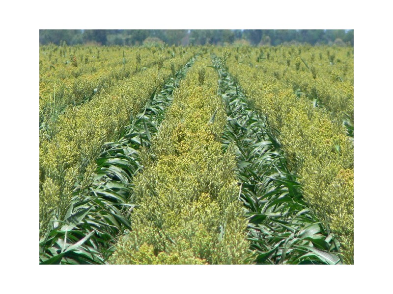 Condamine QLD 4416