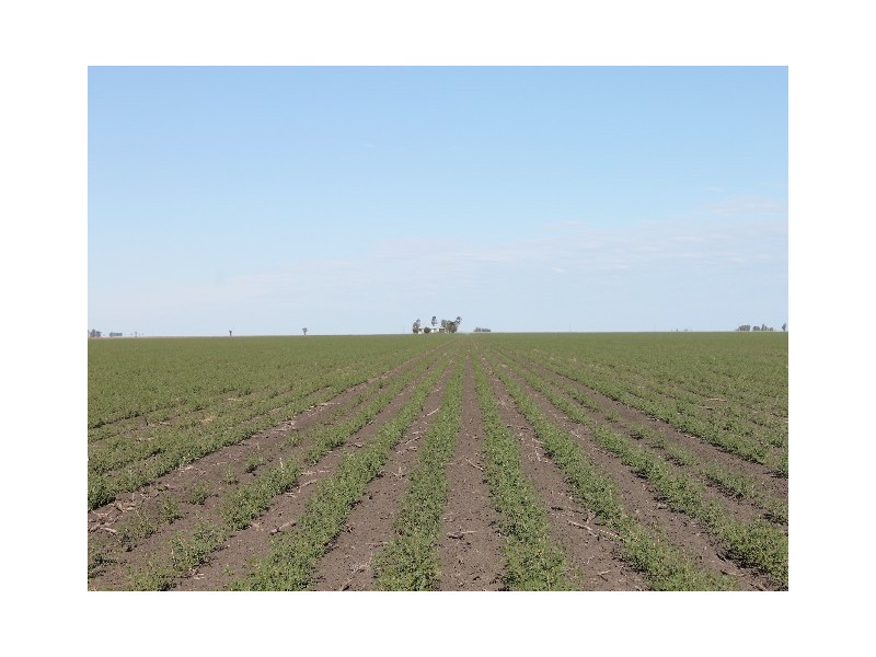 Macalister QLD 4406