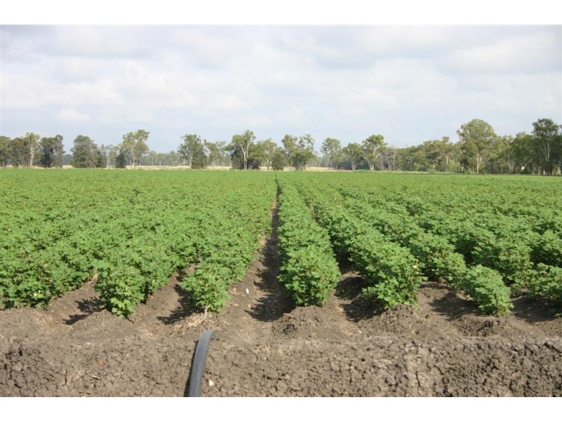 Dalby QLD 4405
