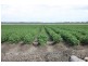Dalby QLD 4405