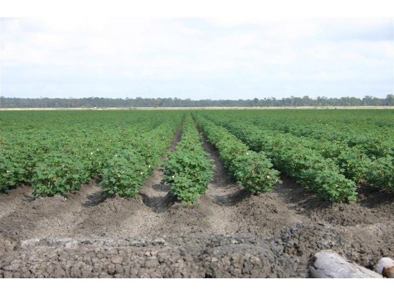 Dalby QLD 4405