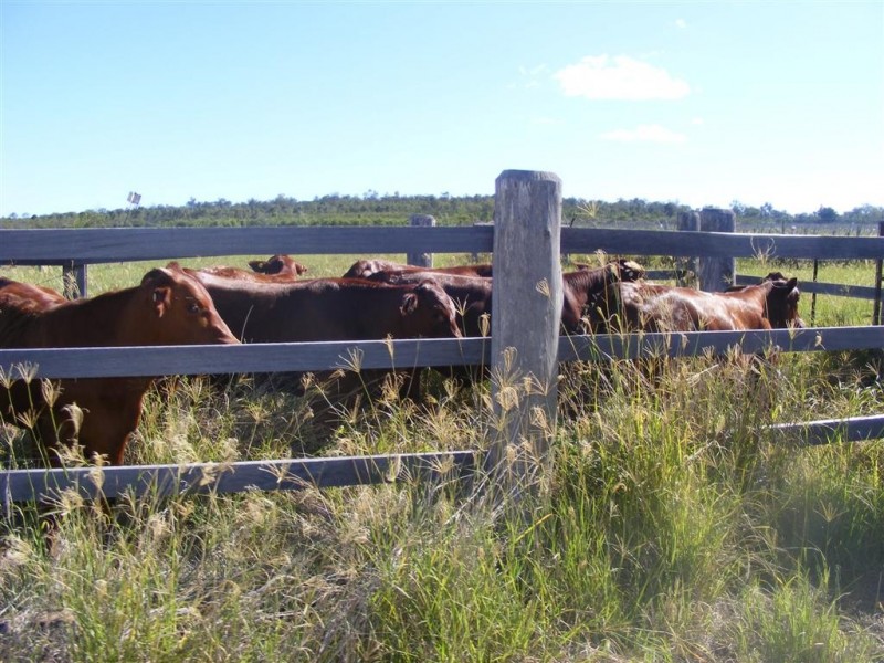196 OLD BURRANDOWAN ROAD, Dalby QLD 4405