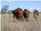 196 OLD BURRANDOWAN ROAD, Dalby QLD 4405
