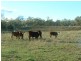196 OLD BURRANDOWAN ROAD, Dalby QLD 4405