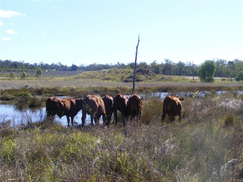 196 OLD BURRANDOWAN ROAD, Dalby QLD 4405