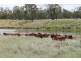 196 OLD BURRANDOWAN ROAD, Dalby QLD 4405