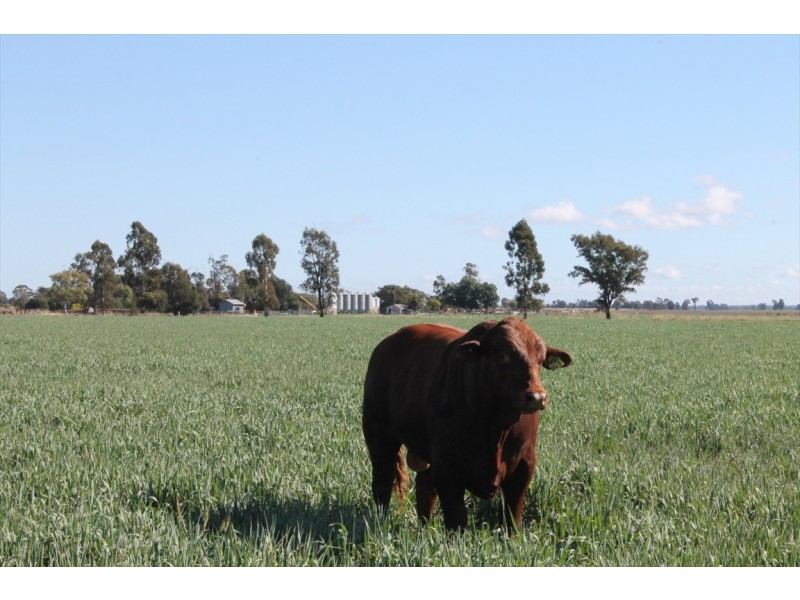 Jandowae QLD 4410