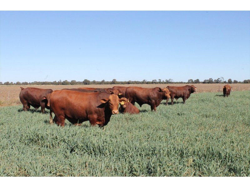 Jandowae QLD 4410
