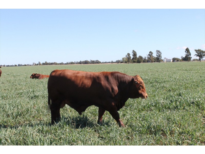 Jandowae QLD 4410