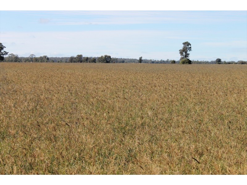 Jandowae QLD 4410