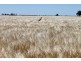 Dalby QLD 4405