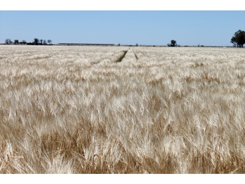 Dalby QLD 4405