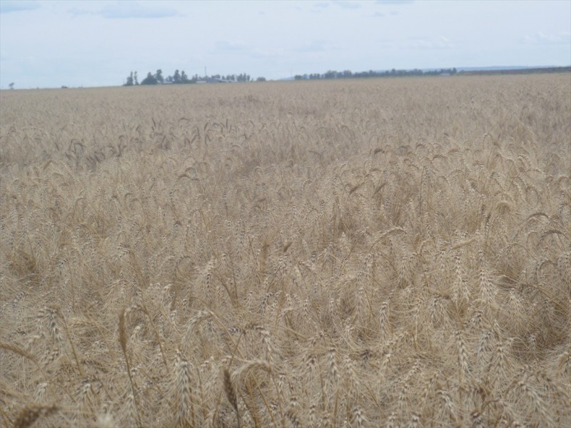 Cecil Plains QLD 4407