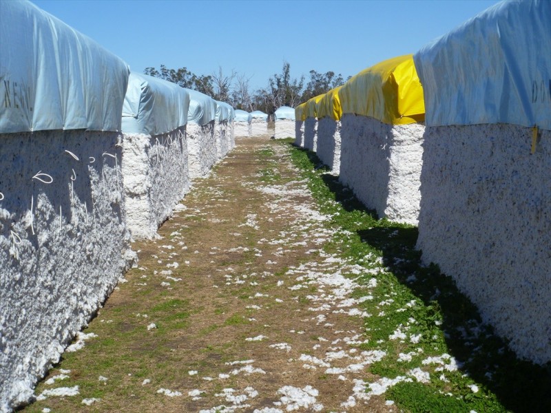 Cecil Plains QLD 4407