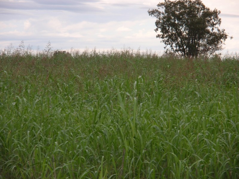 . MYALL RIDGE, Meandarra QLD 4422
